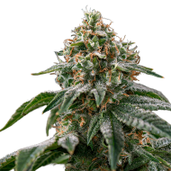 Gagarin Autoflowering