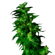 AK-49 Autoflowering