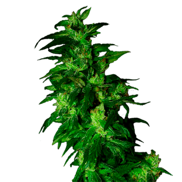 AK-49 Autoflowering