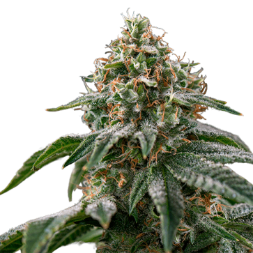 Gagarin Autoflowering