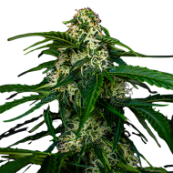 Maxigom Autoflowering