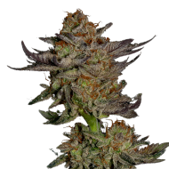 Orange Bud Autoflowering