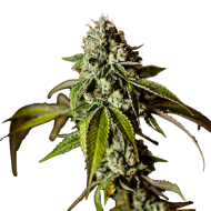 Power Plant Autoflowering