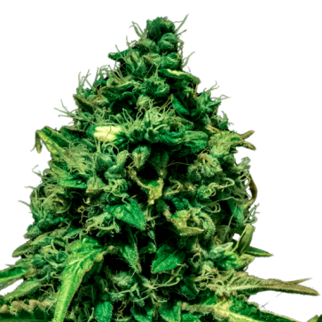 Sherbet Autoflowering