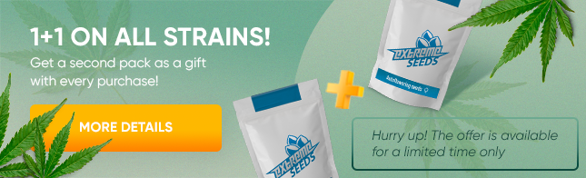 New Year 1+1 promotion at Extreme Seeds: Get more!