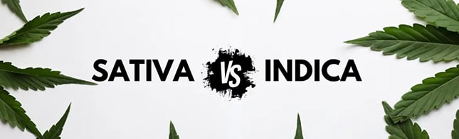 What is the difference between indica and sativa varieties?