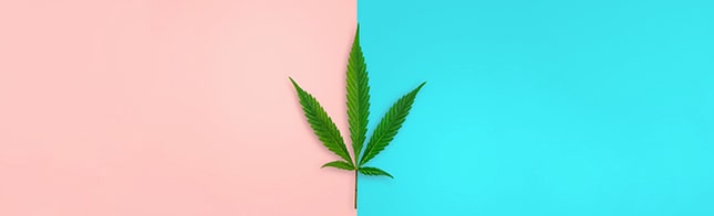 How to determine the gender of a cannabis plant?