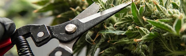 Pruning cannabis: pros, cons and advice