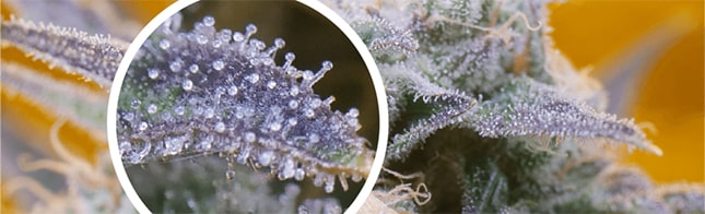 What are trichomes and why are they in the cannabis plant?