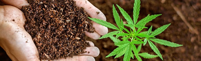 How to choose soil for cannabis?