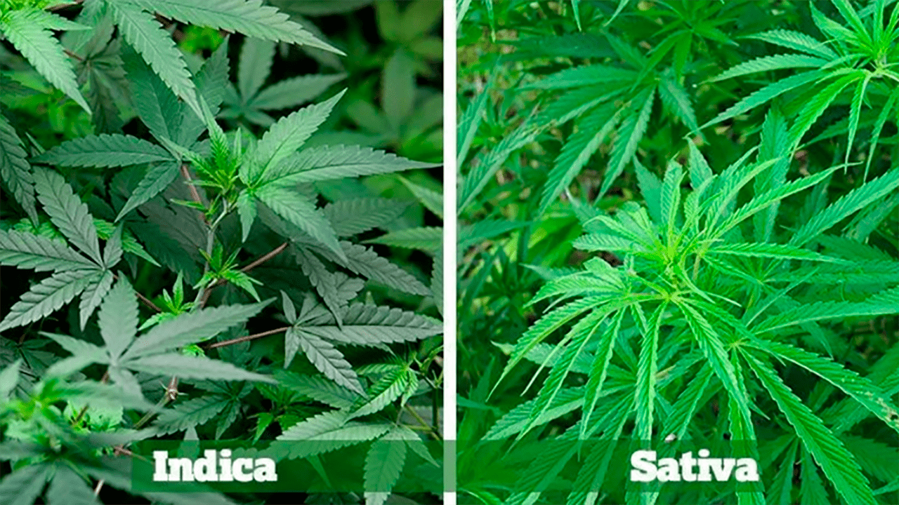 difference between indica and sativa