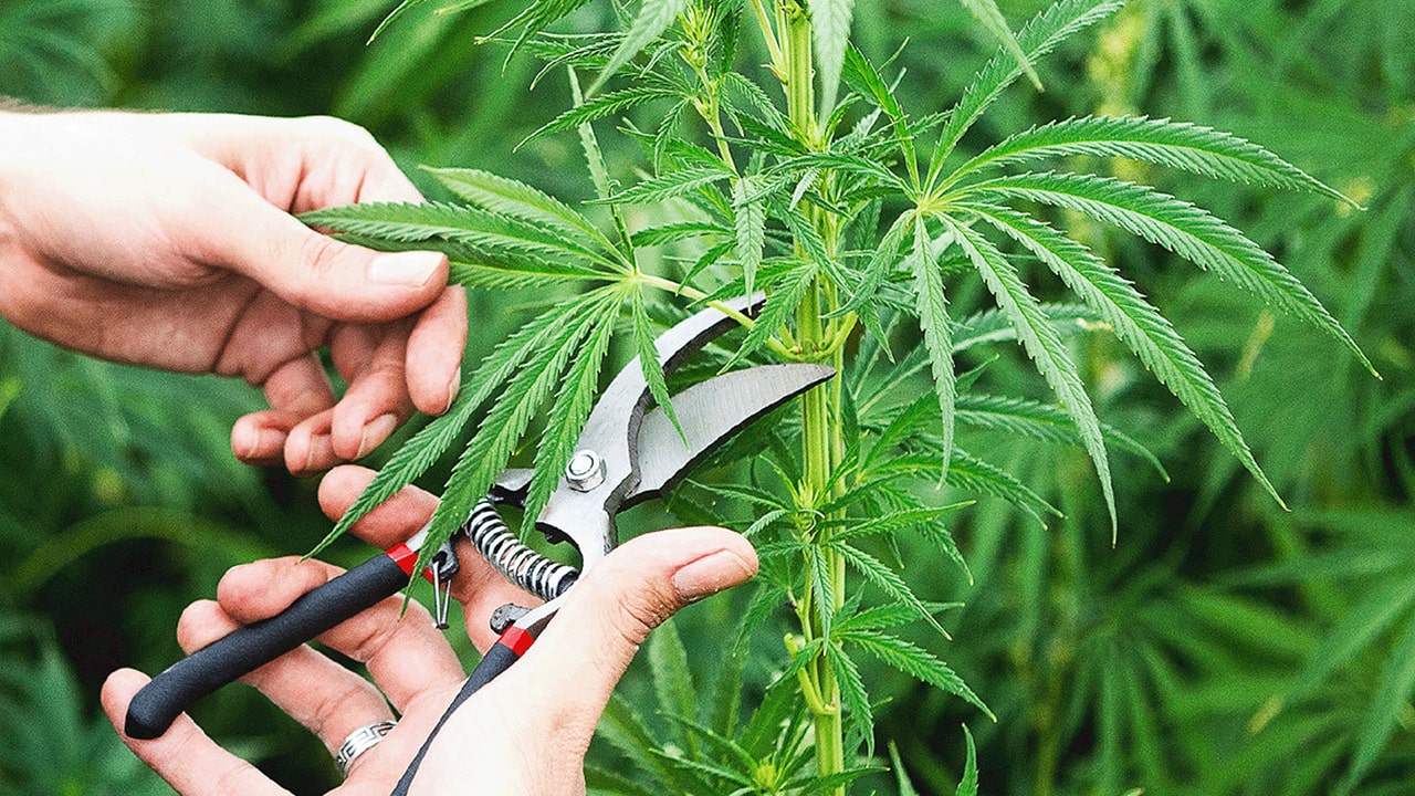 scissors and a hemp bush